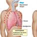 Respiration abdominale - bienfaits pour le corps et le psychisme Qu'est-ce que la respiration abdominale apporte au corps ?