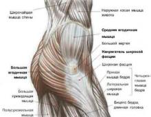 Les muscles grand fessier et couturier sont les muscles les plus gros et les plus longs du corps humain.