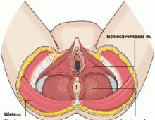 Exercises for the vaginal muscles