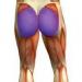Length of the gluteal muscle.  Gluteus maximus muscle.  A set of exercises for the buttocks at home